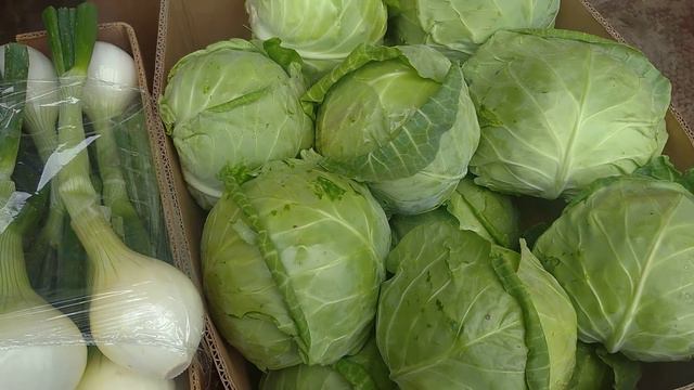 цены сегодня Рынок ВЕЛИКІ КОПАНІ 3 июня. Кабачки 15-18 грн. смотреть онлайн