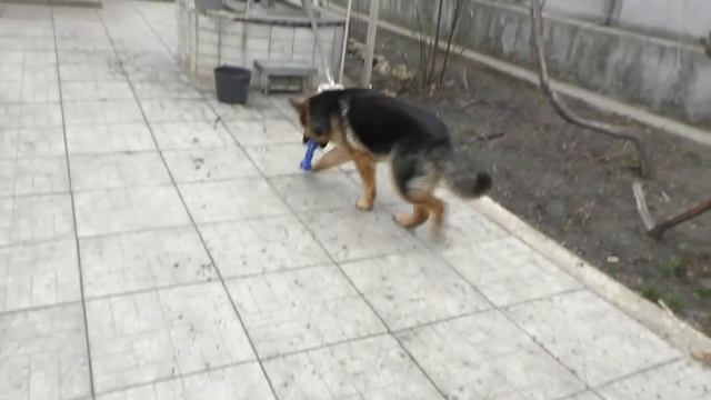 ЮМИРА. НЕМЕЦКАЯ ОВЧАРКА 10 мес.GERMAN SHEPHERD 10 months. Одесса. смотреть онлайн