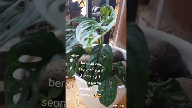 Monstera adansonii variegata (janda bolong) смотреть онлайн