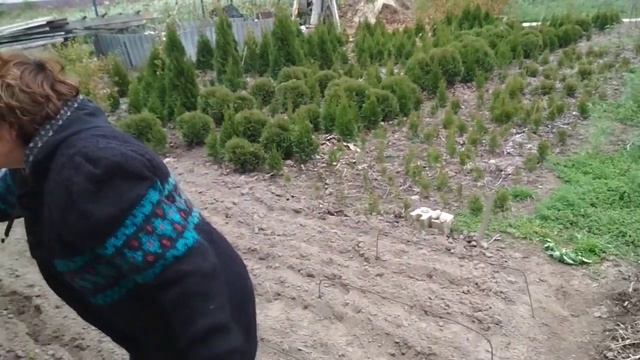 Готовим череночник для растений. Бюджетный вариант. смотреть онлайн