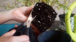 Пересадка комнатных растений / Пересадила карликовый фикус (пумила)