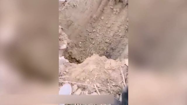 25 СЛУЧАЕВ, КОГДА ЖИВОТНЫЕ ПРОСИЛИ ЛЮДЕЙ О ПОМОЩИ смотреть онлайн