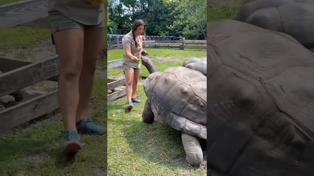 Гигантские черепахи с островов Альдабра ? доходит до 250 кг, а размер панциря - до 120 см. смотреть онлайн