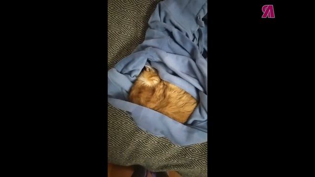 Рыжий ангел смотреть онлайн