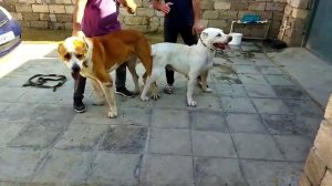 Вязка Алабаев