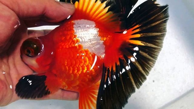 Золотые: новинки селекции и лучшее с выставки 2019 China CIPS Goldfish Competition