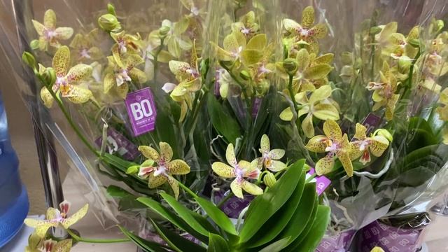 Сортовые орхидеи в Экофлоре. Сого Релекс, Джулия, Бабочки, Пафы, пелорик .. смотреть онлайн