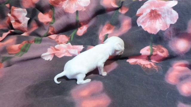 Щенки породы ЧИХУАХУА детки Викуси / Как назвать МИНИ мальчика ЧИХУА белого окраса ? / Мари Мистик смотреть онлайн