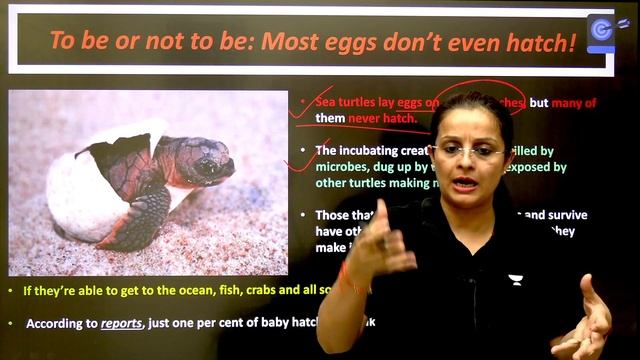 Nearly all Florida sea turtles born female|Hotter sand from climate change is producing only female смотреть онлайн