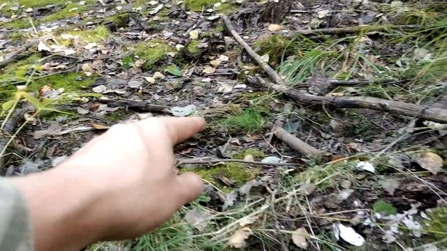 Снова БЕЛЫЕ грибы. Грибной Рай. смотреть онлайн