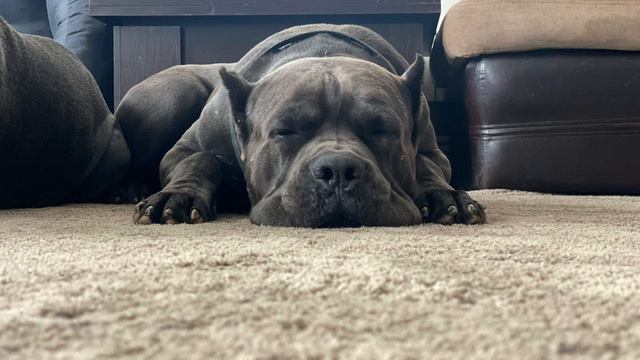 Моя вселенная ❤️#tttt #канекорсо #canecorsoitaliano #canecorso #cane #канекорсоитальяно смотреть онлайн