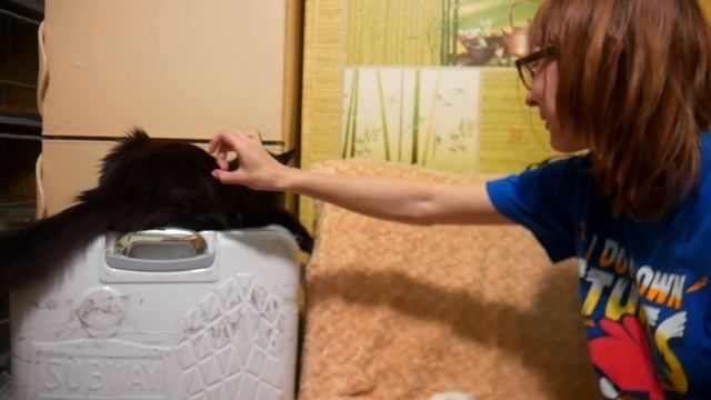 РЫСЬ УМКА И СОБАКИ. Смелый мейн-кун КУНИ и дерзкий бенгальский кот ГУСЯ смотреть онлайн