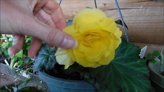 Begonia Nonstop Joy, What Do Nonstop Begonias Look Like, How To Feed Begonias