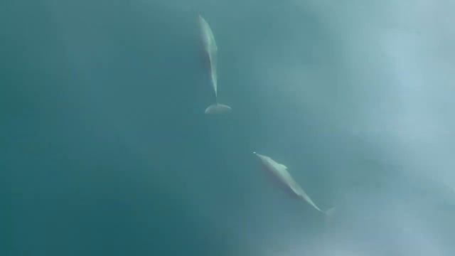 Черное Море поразило количеством дельфинов. смотреть онлайн
