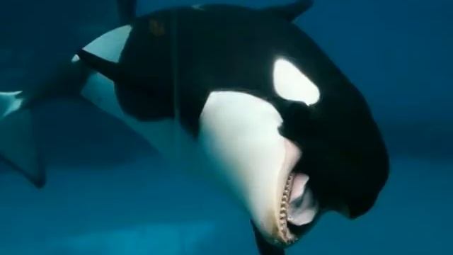 Касатка VS Белая акула смотреть онлайн
