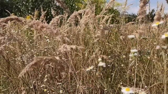 20 сентября праздник Луков день. Созонт. Главные запреты дня. Что нужно сделать. Именинники дня. смотреть онлайн