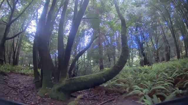 Searching For Mythical Creatures In The Woods смотреть онлайн
