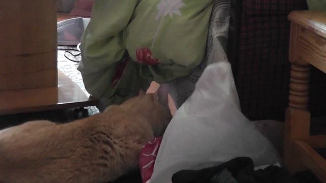 funny cats Что делают коты, когда дома никого нет? смотреть онлайн