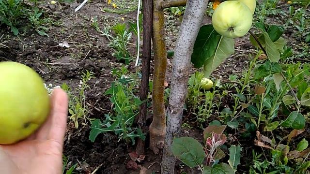 Белый налив на 62 396 смотреть онлайн