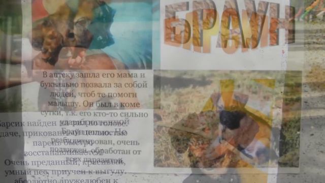 "У каждого должен быть свой дом"... И у собаки тоже... смотреть онлайн