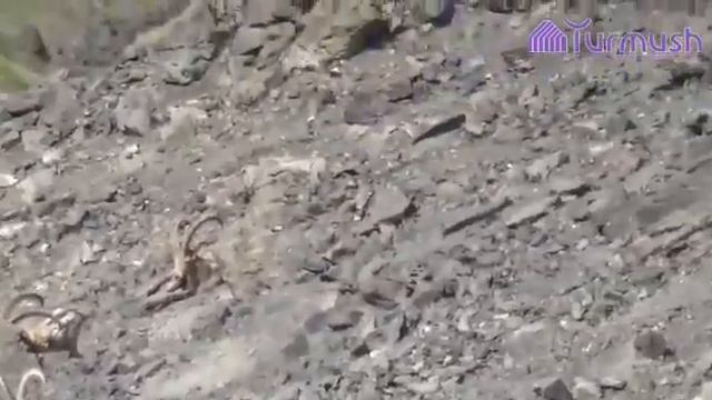 Горный козла Кыргызстане. смотреть онлайн