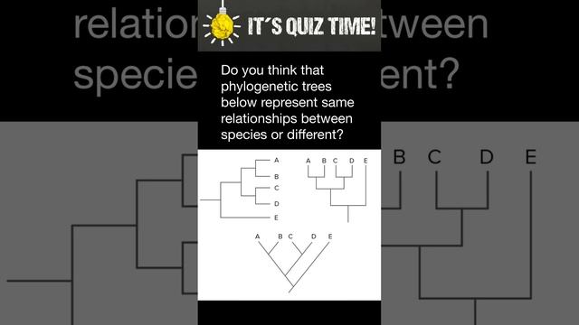 How to understand phylogenetic tree's patterns смотреть онлайн