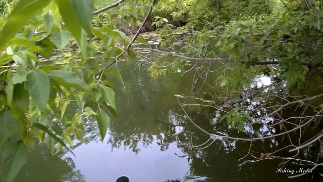 Ловля сома на живца и лягушек летом на малой реке. Самый простой способ ловли сома. смотреть онлайн