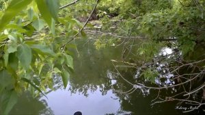 Ловля сома на живца и лягушек летом на малой реке. Самый простой способ ловли сома.