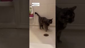 Это какой-то не правильный кот