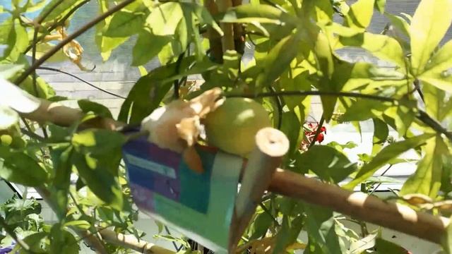 Пассифлора цветет дома Passiflora смотреть онлайн