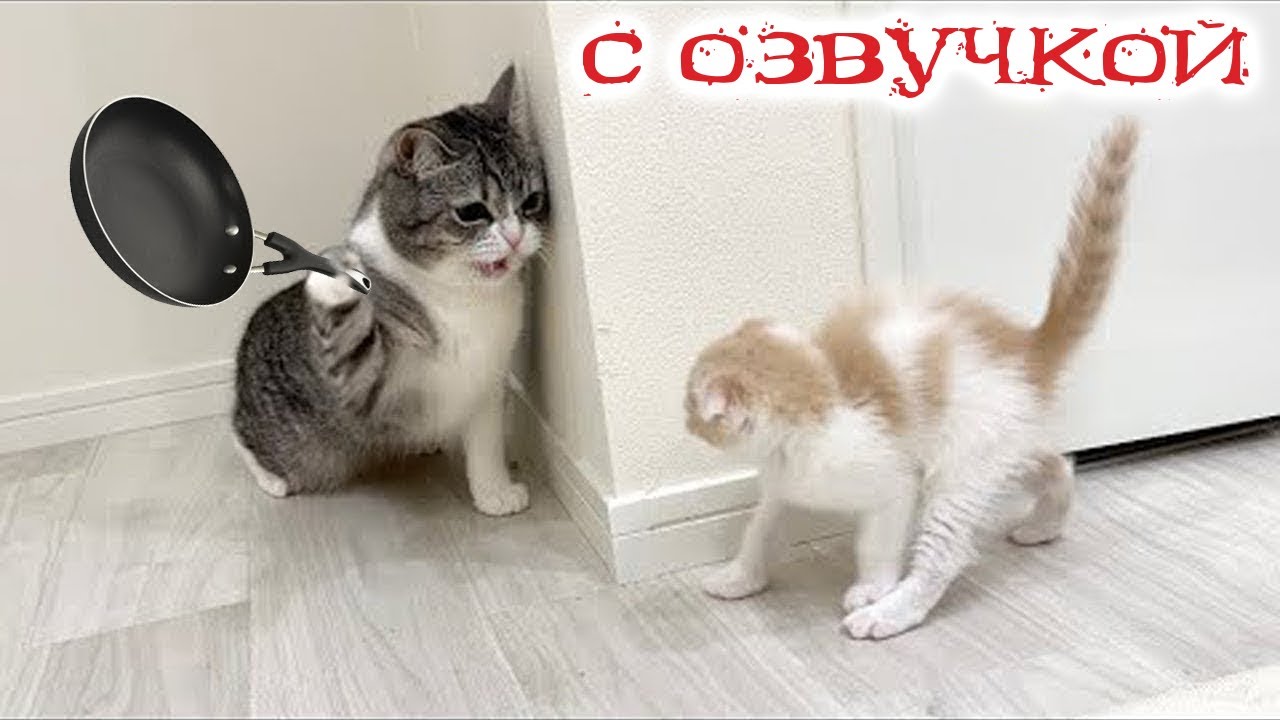 Приколы с котами! Смешные коты! С ОЗВУЧКОЙ! СМЕШНЫЕ ЖИВОТНЫЕ 2023! Тест на психику! смотреть онлайн