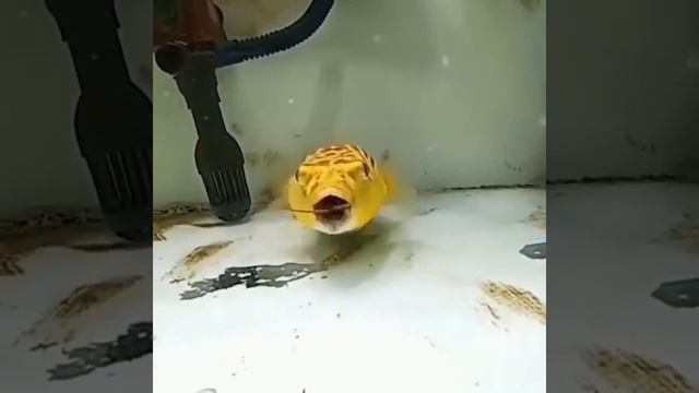 Как питается иглобрюх