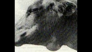 Под нижней челюстью отёк