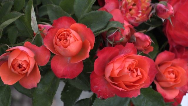 роза революшион, флорибунда, питомник роз полины козловой, rozarium.biz смотреть онлайн