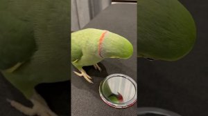 Говорящий ожереловый попугай Ричи