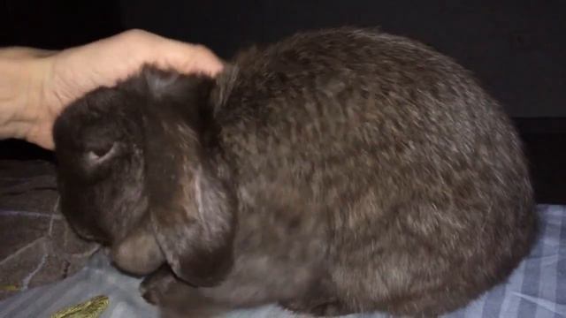 Кролик мешает спать смотреть онлайн