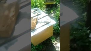 Как завести пчел с нуля?пчеловодство для начинающих.Где взять пчел?Элементарные советы с чего начат