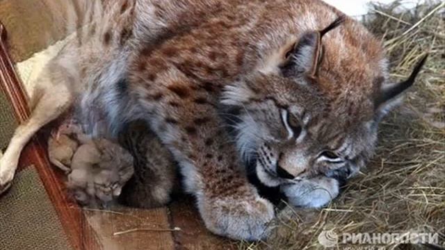 ЖИВОТНЫЙ МИР Материнство в животном мире смотреть онлайн