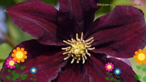 Клематис гибридный Гизела. Краткий обзор, описание характеристик clematis Gizela