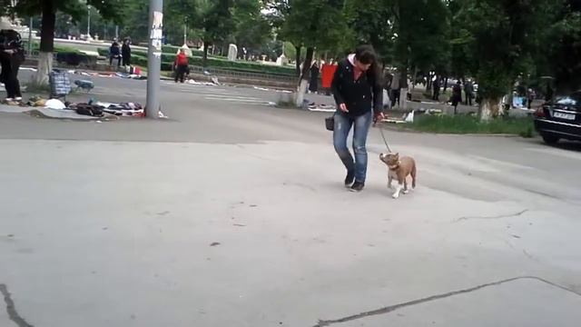 Denvers Elite Zvenislava (4months) смотреть онлайн