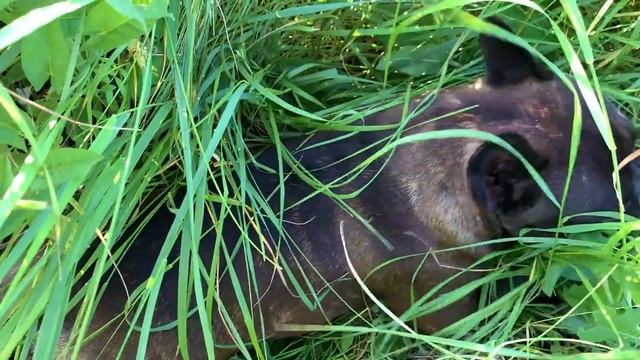 #212 ЖИЗНЬ В ДЕРЕВНЕ. Выгул для цыплят готов. Обработали картофель от жука / Переезд на ЮГ смотреть онлайн