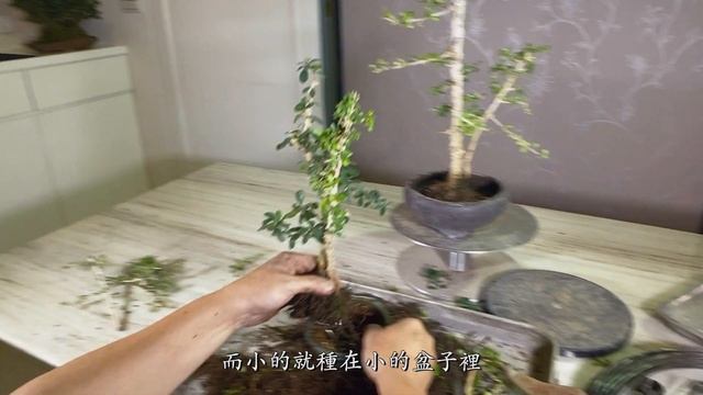 Bonsai Tutorial 2021 | Fukien Tea Tree Bonsai [Carmona Bonsai Tree] 福建茶樹盆栽 смотреть онлайн
