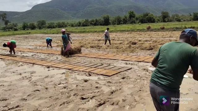tray method ...paddy nursery preparation...mission transplantation, complete mission transplantatio смотреть онлайн