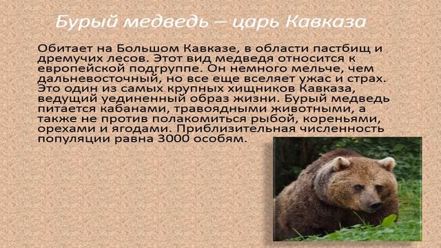 выставка детского рисунка "Животный мир Кавказа" смотреть онлайн