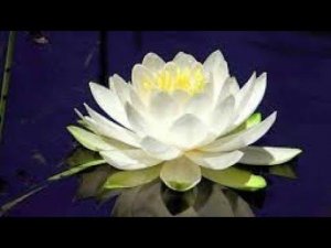 Как вырастить лотос в аквариуме