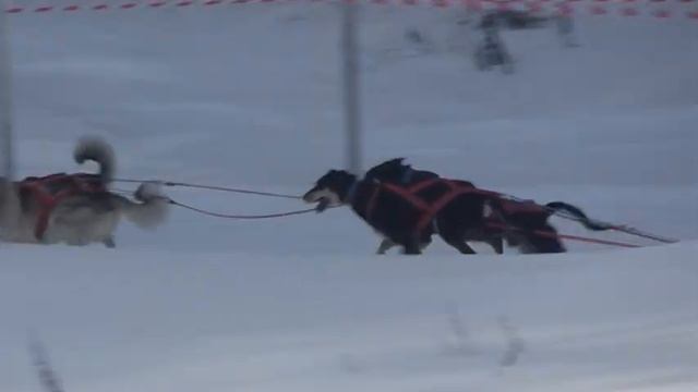 Царь горы 2019 Катание на собачьей упряжке смотреть онлайн