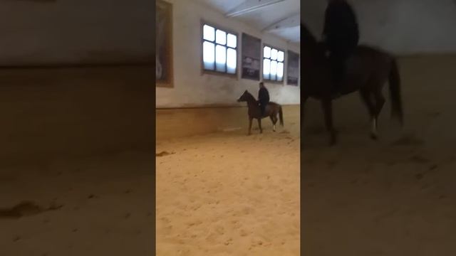 Чистокровный английский жеребец" ГЕПАРД " цена 8000 $ смотреть онлайн