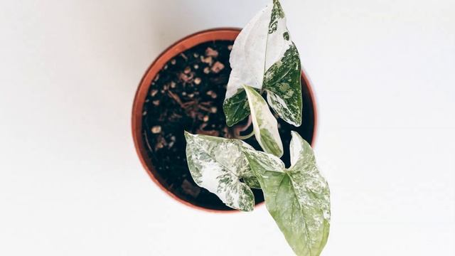 Time Lapse: New leaf emerging on my variegated Syngonium Podophyllum смотреть онлайн