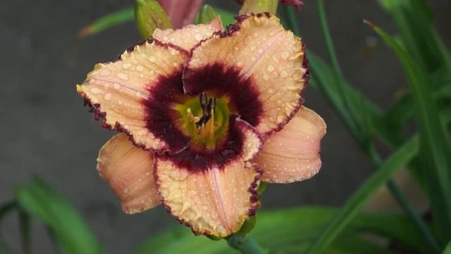 лилейник Daring Dilemma