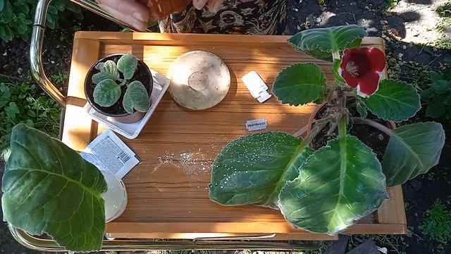 Глоксиния: особенности выращивания и размножения